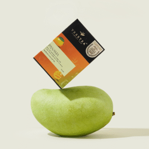 Panama - Tea Blend Mango Flavour